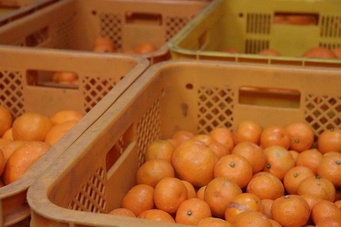 12/25までにご入金確認分は年内発送確定！温州みかん 家庭用10kg（2Lサイズ指定） 大きいミカンが好きな人におすすめ DB014