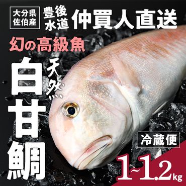 白甘鯛 幻の 高級魚 (1尾・1-1.2kg) 魚 鮮魚 甘鯛 冷蔵 シロ アマダイ 鯛 高級 大分県 佐伯市 【FZ007】【波平食堂】