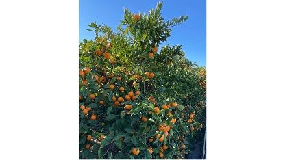 ［秀品・サイズ2L］和歌山有田産！早生みかん≪10kg≫［予約販売］［数量限定］まる隆果樹園  	CS027