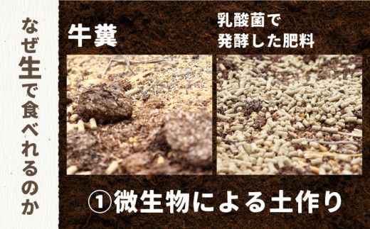 【2027年8月～発送】【生で食べられる】スイート アスパラ L～3L 約 1kg 増田農園 アスパラガス 甘い / 南島原市 / 贅沢宝庫 [SDZ015] 