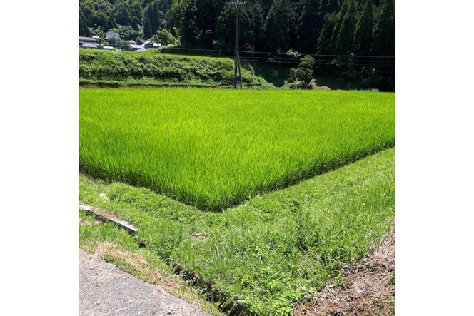 植物有機肥料100%使用／京丹後米～水と文化が育んだ～野間のこしひかり 3kg　FP00001