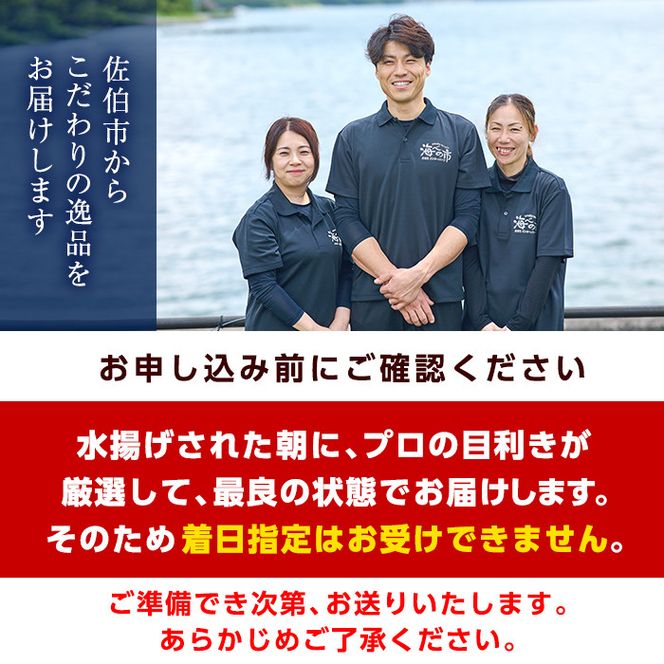 ヒラメ 刺身用 ブロック 冷蔵(1匹分・4-5人前) ヒラメ ひらめ 鮃 神経締め 獲れたて 鮮魚 ブロック 刺身 冷蔵 海の直売所 大分県 佐伯市【AS135】【海べ (株)】