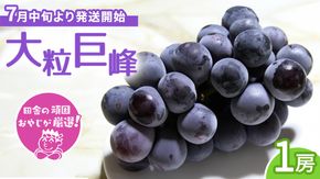 大粒巨峰1房【7月中旬より発送開始】田舎の頑固おやじが厳選！ [BI132-NT]