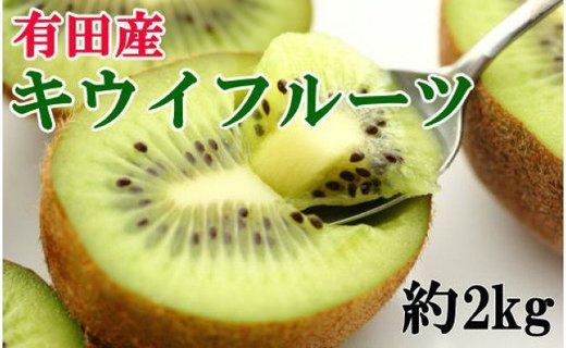 ［人気］有田産キウイフルーツ約２kg（サイズ混合）★2027年１月下旬頃より順次発送 	BZ076