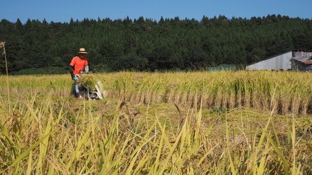 【精米即日発送・令和7年産米】新潟県村上市 桃川産  特選コシヒカリ  はさがけ米6kg　B4040