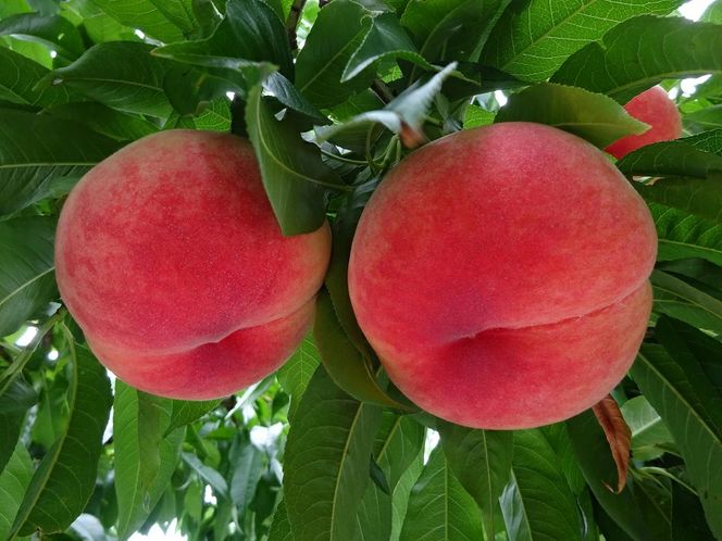 【2026年発送★先行予約】桃の一大産地！笛吹市産旬の桃3kg 167-011-26y