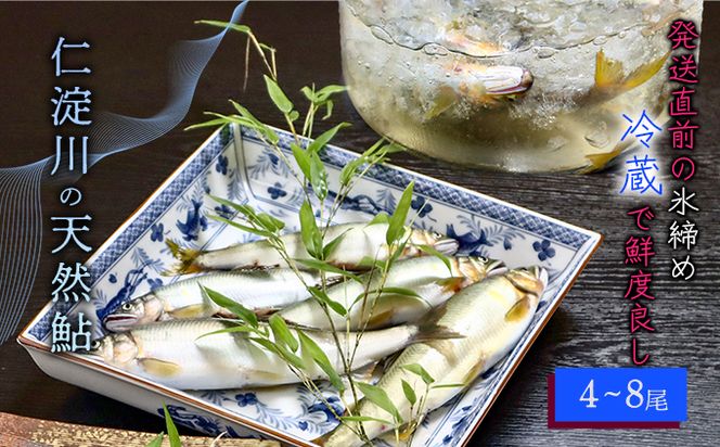【6月から9月の発送】仁淀川の天然鮎（4匹～8匹）★冷蔵