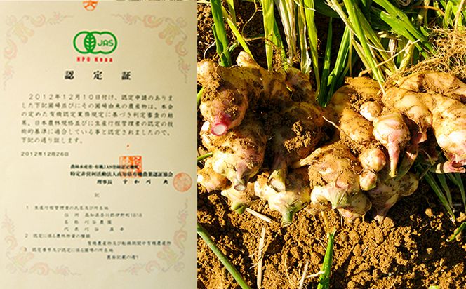 刈谷農園の有機生姜1kg(有機JAS認定取得）