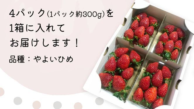 【 先行予約 】 やよいひめ ( 4パック ) 特大 デラックス サイズ 【 2025年1月から発送開始 】  ( 茨城県共通返礼品 : 常陸太田市 ) 約 300g × 4 パック やよいひめ ヤヨイヒメ 弥生姫 いちご 数量限定 果物 くだもの フルーツ 苺 イチゴ 期間限定 [ES013us]