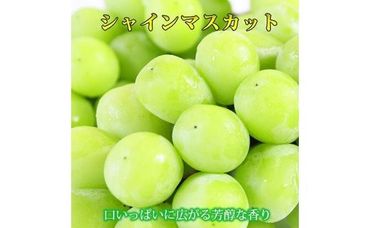 紀州有田産シャインマスカット　約1.2kg【先行予約】【2025年8月下旬以降発送予定】AN023 