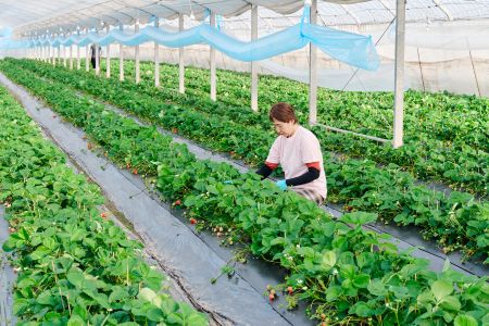 【令和7年1月より発送】香月さんちのいちご(さがほのか)280g×4パック 【いちご イチゴ 苺 さがほのか 大玉 大粒フルーツ 果物  数量限定 香月農園 佐賀県産】(H017109)