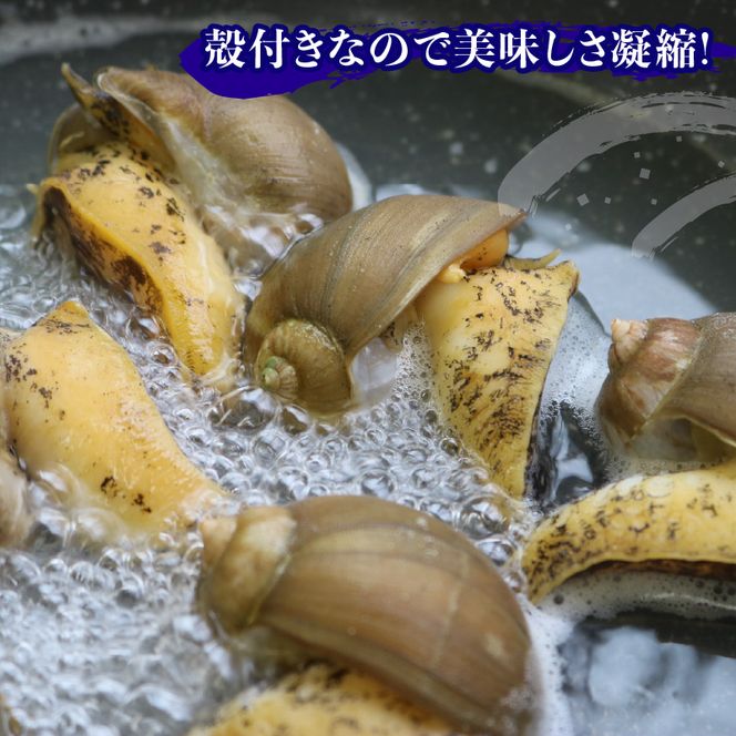 つぶ貝 三陸産 ボイル 800g 貝類 殻付き 三陸産 国産 粒貝 瞬間冷凍 お刺身 刺身 刺し身 煮物 焼き物 鍋 おつまみ おかず 貝 海産物 海鮮 魚介類[56500346_1]