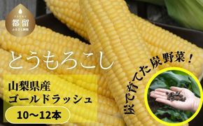 【2026年先行予約】山梨県都留市産 ゴールドラッシュ10〜12本｜ 新鮮 朝採れ もぎたて発送 甘い とうもろこし トウモロコシ 産地直送 送料無料【炭香ファーム】 FC001