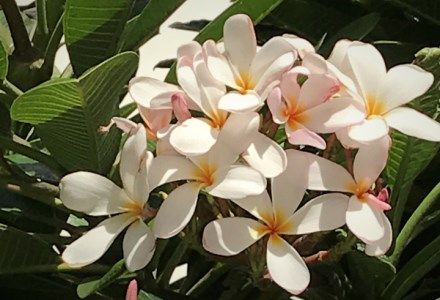 【楽園のコーヒー】ハワイ・モロカイ島コーヒー100% 300g（豆のまま）