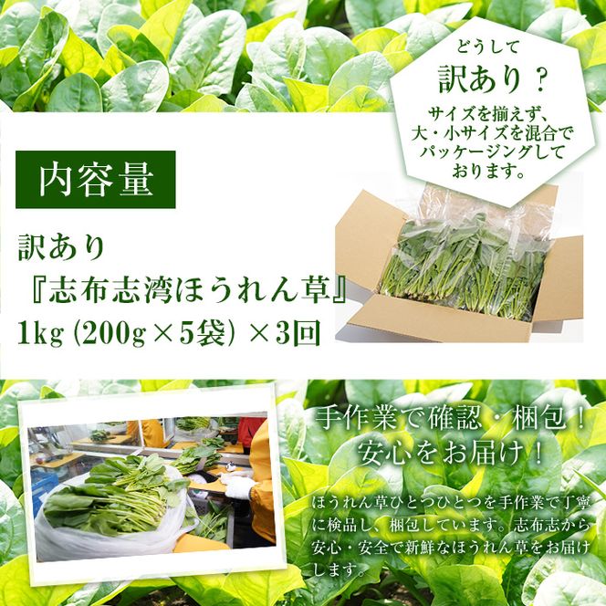【定期便3回】【数量限定・訳あり】志布志湾ほうれん草(計3kg 1kg×3回)  t0021-003