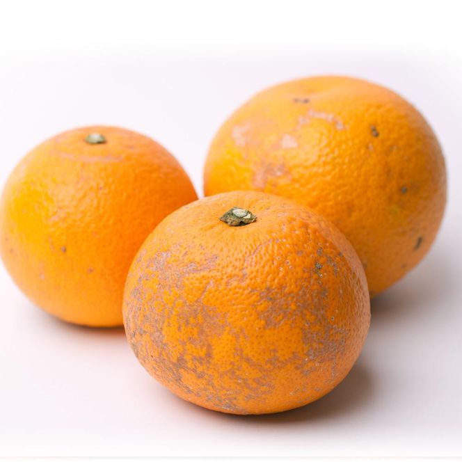 ［先行予約］家庭用 はっさく10kg+250g（傷み補償分）［八朔みかん］［訳あり・わけあり］ CZ90003