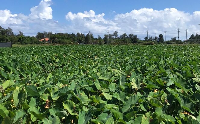 金武町特産「笑う芋」田芋（ターンム） 伝統食材 美味しい 自然 風味 地産 特産品 国産 料理 和食 お気に入り 美味しい ヘルシー 地元愛 懐かしさ 沖縄県 丁寧な栽培 食品 人気 産地直送 送料無料