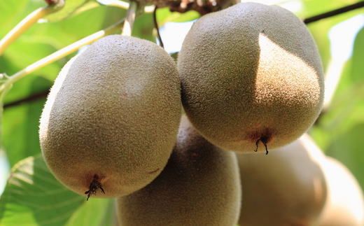 ［人気］有田産キウイフルーツ約3.6kg（サイズおまかせ）★2027年１月下旬頃より順次発送 BZ067