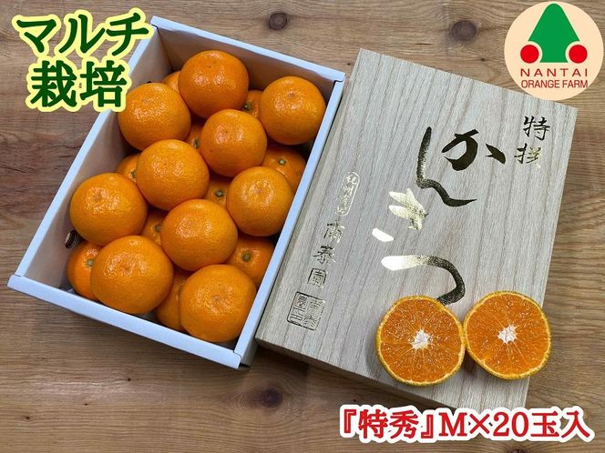 マルチ栽培 有田 みかん 化粧小箱 特秀 M サイズ 20玉入 南泰園 BS665