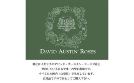 バラ鉢植え「ザ ミル オン ザ フロス」 SWBD005