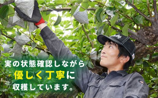 【2026年9月中旬～発送】【シャリッと食感がたまらない！】新高梨 2玉 / 梨 なし 南島原市 / ふるさと企画 [SBA007] 