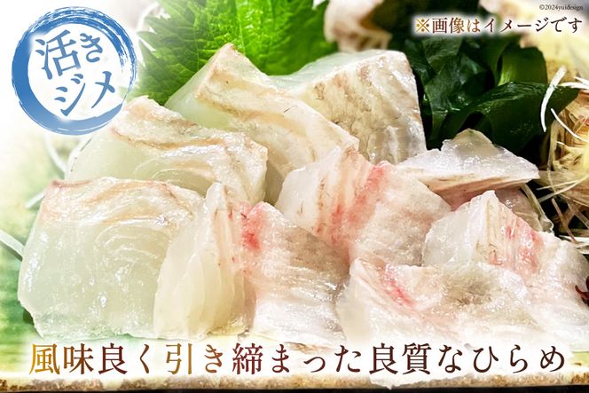 魚 黄金ひらめの活きジメ 1尾 [あゆの是則 宮崎県 日向市 452060877] 魚 魚介 鮮魚 活 ひらめ ヒラメ 平目