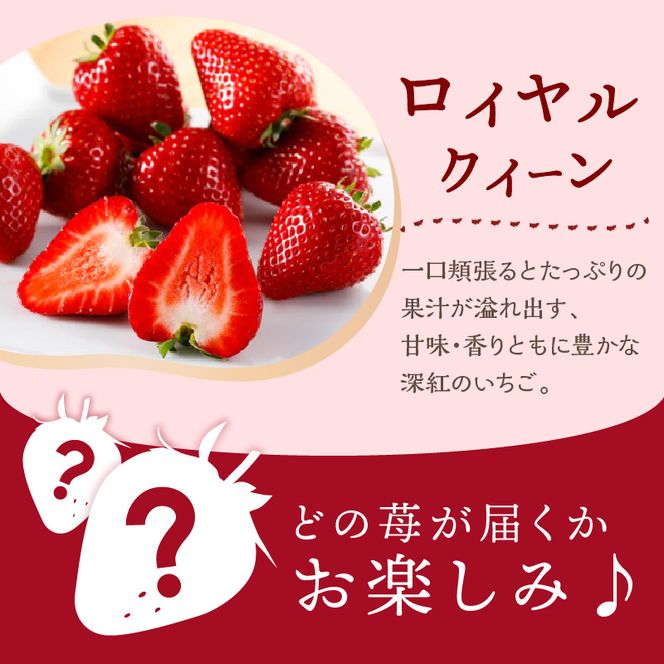 ★先行予約★はたやのいちご　食べ比べセット[12月下旬より順次発送]《 いちご 苺 高級 フルーツ イチゴ フルーツ工房はたや 章姫 あまえくぼ あまクイーン 紅クイーン ロイヤルクイーン 》【2401C09701】