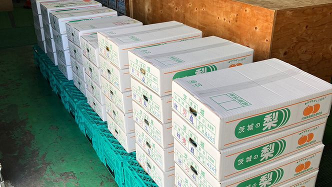 【 2026年8月上旬発送開始 】 茨城県産 梨 幸水 （約 5kg ） 10～14玉  梨 なし 和梨 日本梨 果物 フルーツ 新鮮 旬 期間限定 国産 先行予約[CL001us]