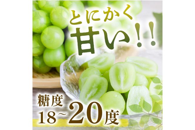 【A5-468】シャインマスカット(ぶどう)＜2024年9月から発送開始分先行予約＞