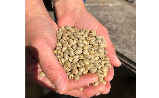【粉】サントスピーベリー500g 自家焙煎コーヒー豆専門店とみかわ 富山 魚津 ※北海道・沖縄・離島への配送不可