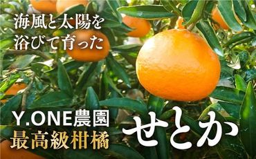 【先行受付】【数量限定】【贈答用】せとか（生果）3kg ｜ 柑橘 みかん ミカン 蜜柑 果物 フルーツ 柑橘の大トロ 愛媛県産　※2025年2月下旬頃より順次発送予定