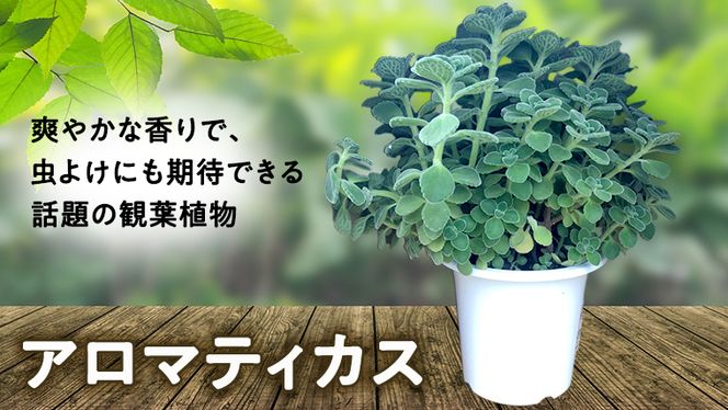 アロマティカス 1鉢 観葉植物 育てやすい 虫よけ ガーデニング 植物 香り かわいい 肉球 [AM056us]