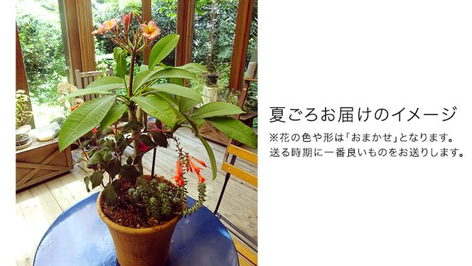 【 確実園 オリジナル 】 寄せ植え DX （おまかせ1点） ガーデニング 花 はな フラワー 鉢 鉢植え [BG010us]