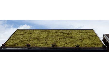 E-15 スナゴケで屋上緑化１㎡