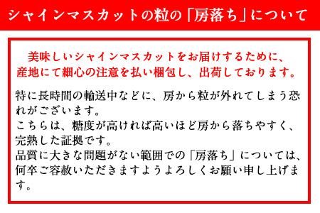 熊本県大津町産 タカハマ観光農園の 朝採れ シャインマスカット 約1kg 1～2房《8月上旬-10月末頃出荷》熊本県 大津町 ブドウ 葡萄 ぶどう シャインマスカット 果物 くだもの スイーツ フルーツ デザート ギフト 種なし クール便 送料無料---oz_thm_4_1000g---