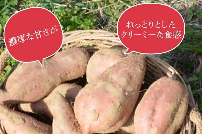 AU013　山﨑観光農園の安納芋　約6kg