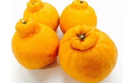 不知火 土井さんの蔵出し不知火（5kg）  でこぽん デコポン しらぬい 柑橘 産地直送 0C2-08