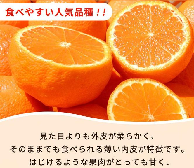  紀州有田産不知火(しらぬひ) 約２.５kg［2026年2月中旬以降発送］［先行予約］［UT61w］ 	AN91130