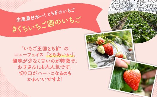 【先行予約】いちご 厳選！さくら市産 とちあいか（290g×4パック） ※2026年1月中旬～3月下旬頃に順次発送予定