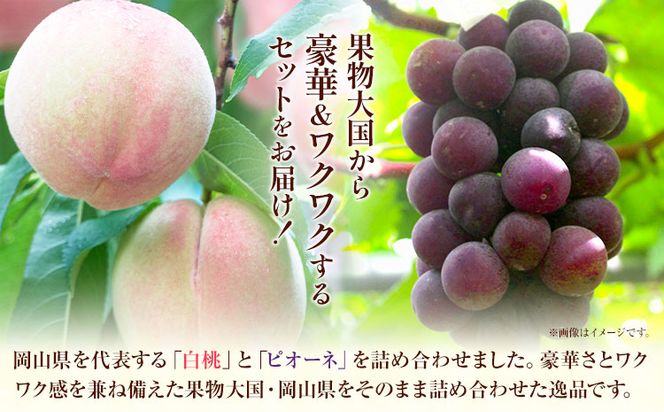 	【2027年発送先行予約】岡山産白桃とピオーネの詰合わせ もも 桃 白桃 葡萄 ブドウ ぶどう ピオーネ フルーツ セット  《7月中旬-8月上旬頃出荷(土日祝除く)》  晴れの国おかやま館 フルーツ 果物 果実 岡山県 笠岡市---A-109c_2027---