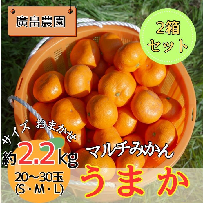 2箱セット 丹精込めて育てました!マルチみかん「うまか」[11月中旬-12月末頃に出荷予定(土日祝除く)][配送不可地域あり]※離島 みかん ミカン 蜜柑 早生 柑橘 佐那河内 徳島県 箱入り 化粧箱 S M L フルーツ 果物 くだもの 贈答 進物---sanagouchi_hhn_2_2hk---