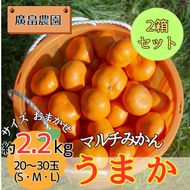 2箱セット　丹精込めて育てました！マルチみかん「うまか」　※11月中旬頃から発送　※離島不可