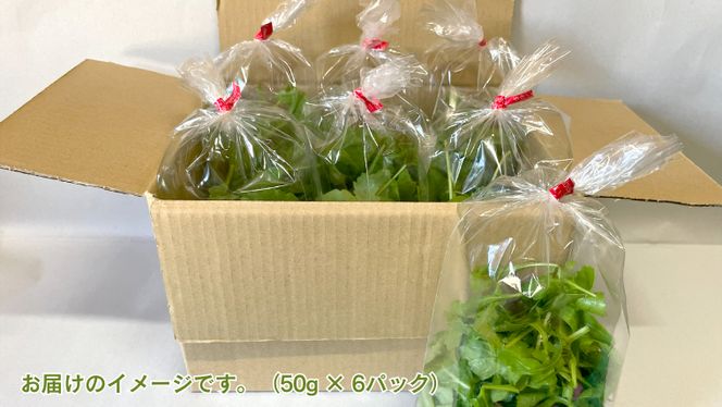 黒澤農園 の ベビーリーフサラダ （ 50g × 6パック ） 使い切りサイズ ベビーリーフ サラダ 生野菜 食べやすい 若葉 使い切り 旬 新鮮 国産 彩り 大容量 [DS01-NT]