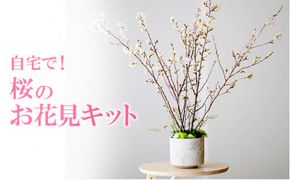 お花見体験を楽しめる 自宅で！桜のお花見キット ※着日指定不可 ※北海道・沖縄・離島への配送不可 ※2025年2月上旬～3月下旬頃に順次発送予定