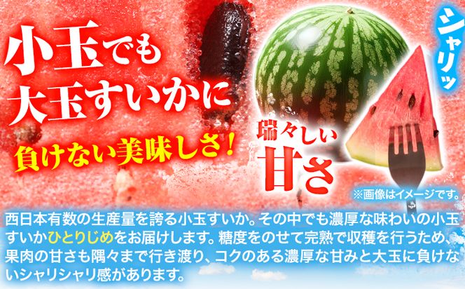 紀州和歌山産 小玉 スイカ 「ひとりじめ」 1玉 魚鶴商店《6月中旬-7月下旬頃出荷》 和歌山県 日高町 スイカ スイーツ フルーツ 果物 くだもの すいか---wsh_utr18_g67_23_10000_1800g---