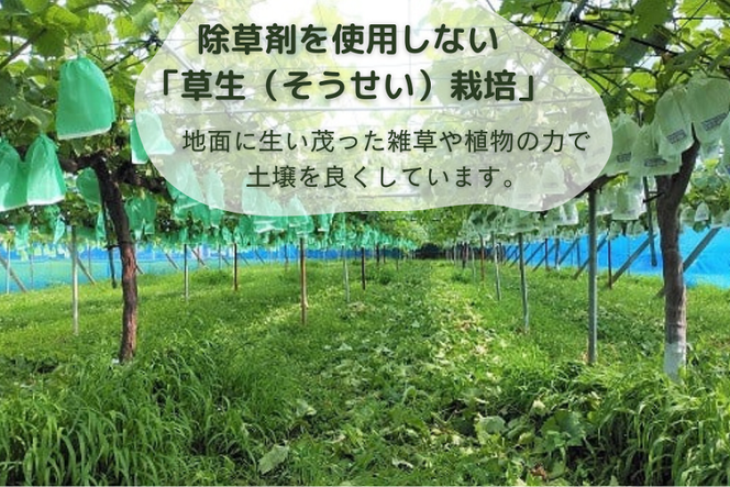 [2026年8月下旬以降お届け] シャインマスカット 1kg｜ぶどう 果物 フルーツ スイーツ 直送 贈答 プレゼント [0356]