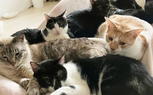 【南の島の動物愛護活動】保護猫活動等をサポート（1万円）- ねこ ネコ 地域猫 保護活動 支援 応援 さくらねこ 動物愛護 保護 里親 寄附のみ 沖縄県 八重瀬町