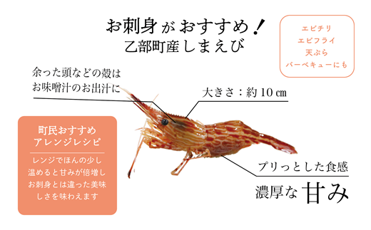 ＜シマエビ(冷蔵)　1kg＞甘く濃厚な味わい！ 北海道 道産 国産 乙部町産 しまえび 海老 日本海 天然 魚介類 新鮮 希少 お刺身 エビチリ 漁師直送 産地直送 送料無料