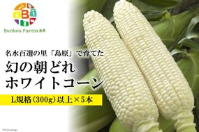 BE278　6月中旬から出荷！ 「幻の朝どれホワイトコーン！」 Lサイズ以上×5本 ～名水百選の里 島原産～