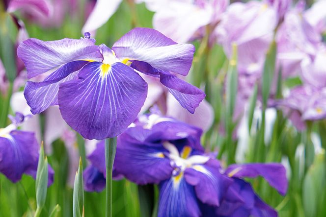 【AH043】 【長崎ストーリーアロマ】島原半島｜島原市 Story Aroma「水鏡」